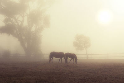 Horses in a field