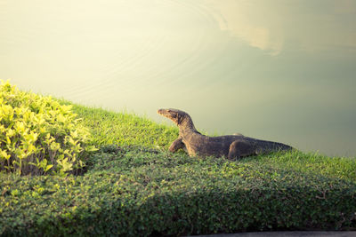 Lizard on grass