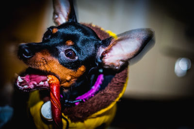 Close-up portrait of dog