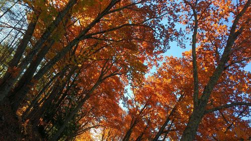 Low angle view of trees against sky