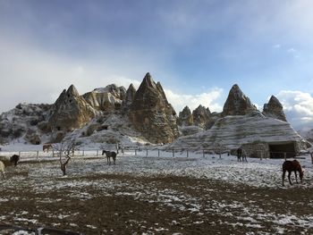 Mammals grazing on snow covered land