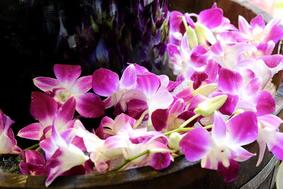 Close-up of pink flowers