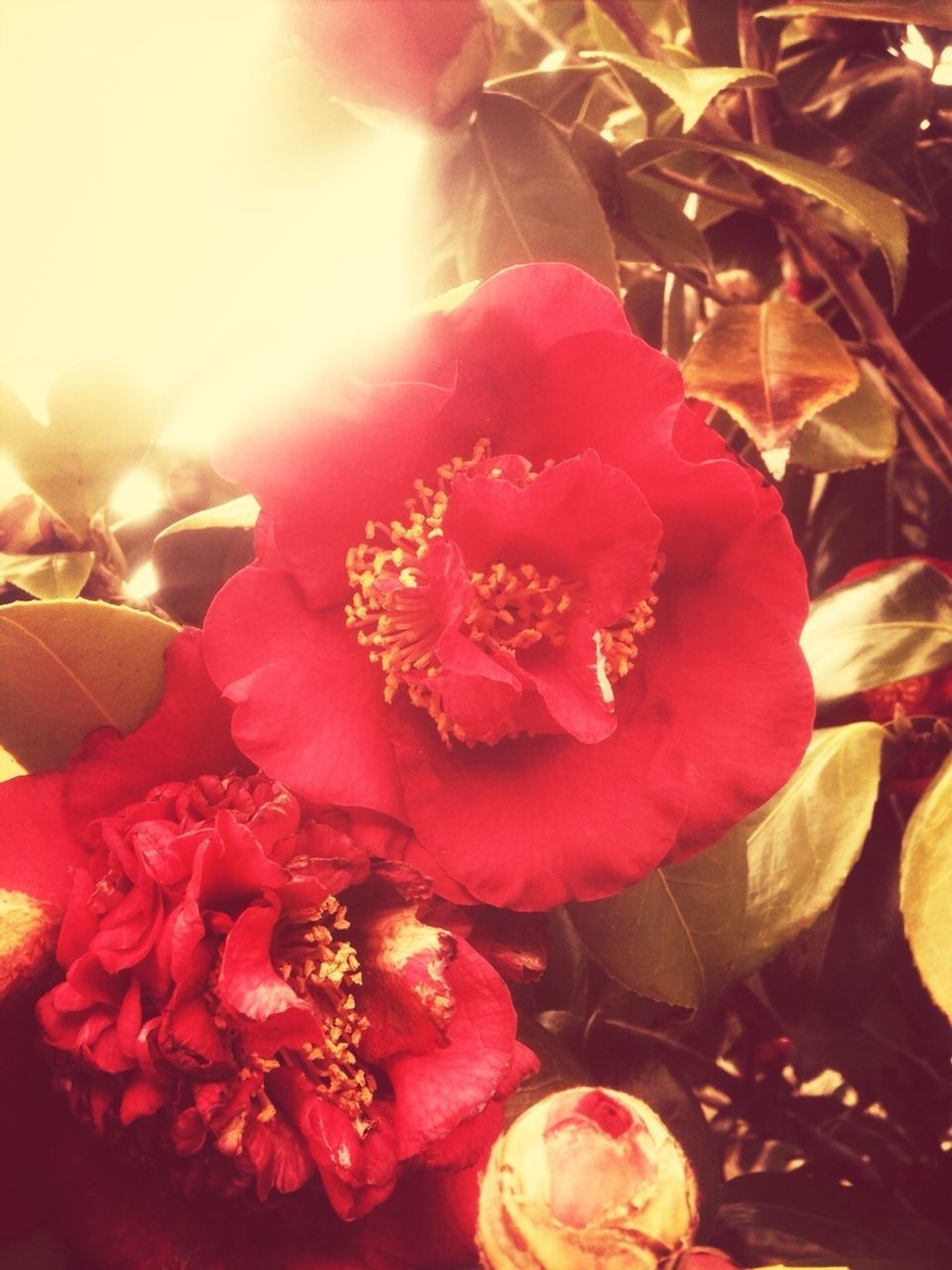 flower, freshness, petal, pink color, fragility, close-up, flower head, red, beauty in nature, growth, nature, focus on foreground, blooming, sunlight, no people, indoors, pink, day, rose - flower, plant