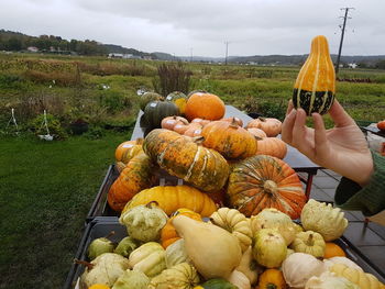 Full length of hand holding pumpkins against sky