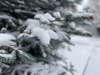 Close-up of frozen plant