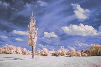 Panoramic view of road amidst trees against sky