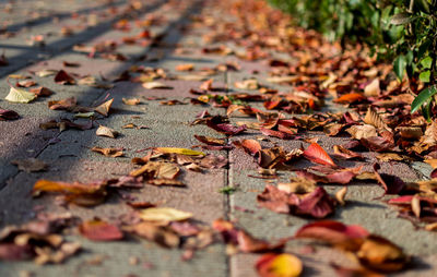 Close-up of fallen maple leaves