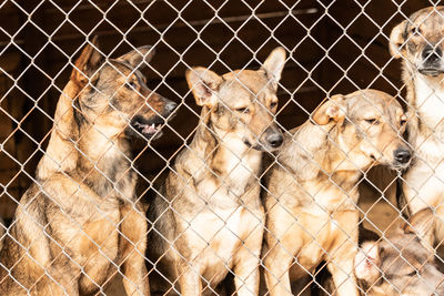 Portrait of dog in cage