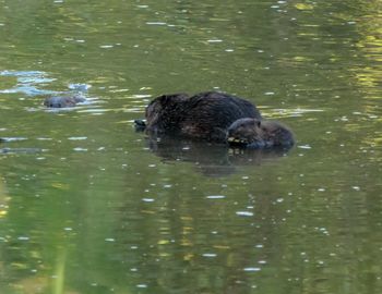 High angle view of duck swimming in lake