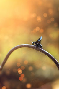 Close-up of insect on wet leaf