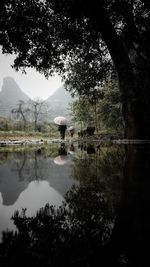 Scenic view of lake in forest against sky