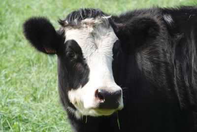 Close-up portrait of cow