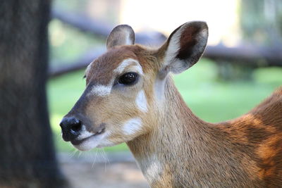 Close-up portrait of giraffe