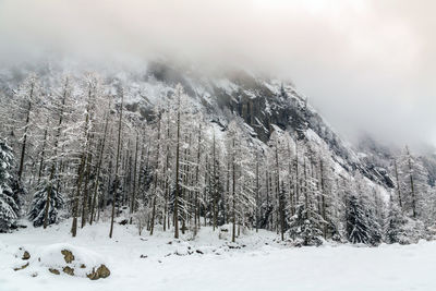 Scenic view of snow covered field against trees