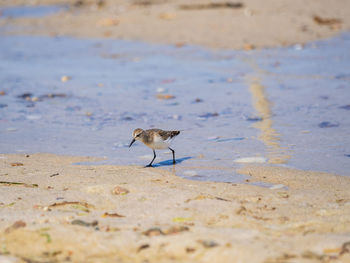 Wader bird in  on beach in cape cod