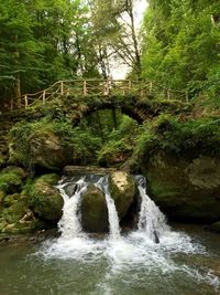 Scenic view of waterfall in forest