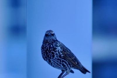 Close-up of bird perching