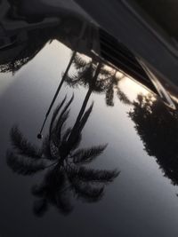 Reflection of trees in water