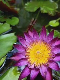 Close-up of purple water lily