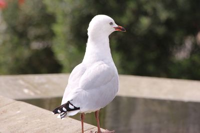 Close-up of seagull perching on retaining wall