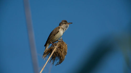 Close-up of bird perching on a plant against blue sky