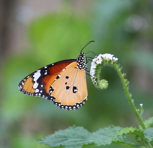 Close-up of butterfly pollinating flower