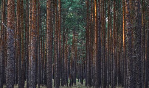 Close-up of pine trees in forest