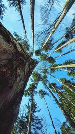 Low angle view of pine tree against sky