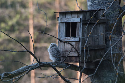 Bird perching on a tree