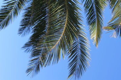 Low angle view of palm tree against blue sky