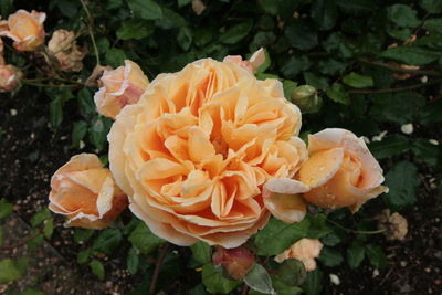 Close-up of roses blooming outdoors