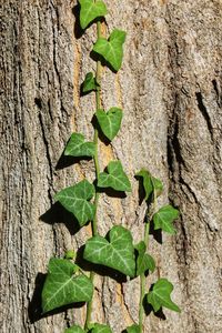 Close-up of leaves on tree trunk against wall