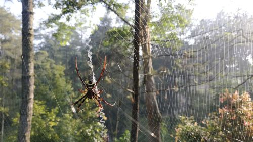 Close-up of spider on web in forest