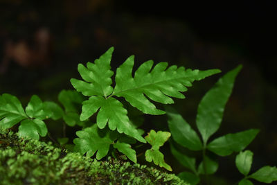 Close-up of plant