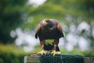 Close-up of owl perching outdoors