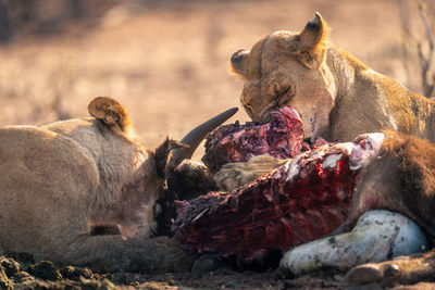 Lioness drinking water