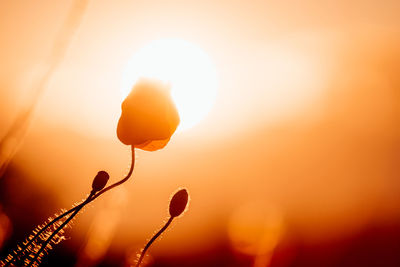 Close-up of orange flower against sky during sunset