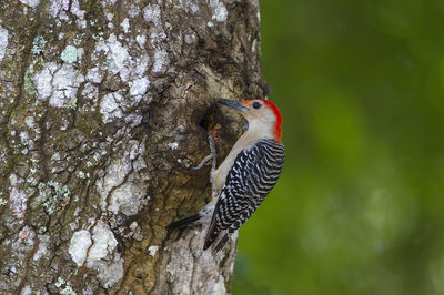 Close-up of a bird perching on tree trunk