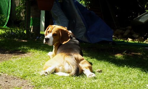 Dog sitting on field