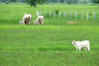 View of sheep on grassy field