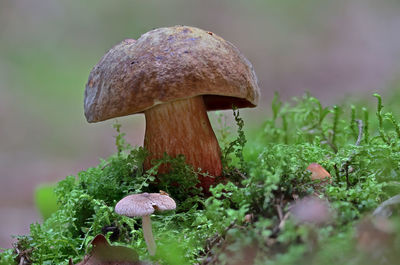 Close-up of bolete mushroom growing on field