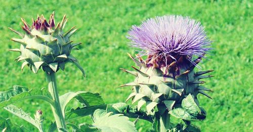 Close up of purple flowers