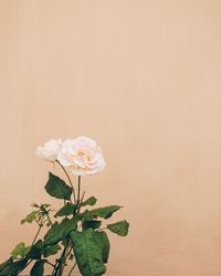 Close-up of white flowering plant against wall