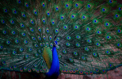 Close-up of peacock