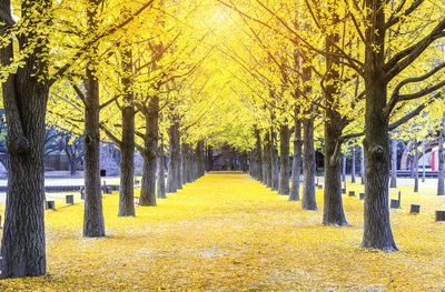 Footpath amidst trees in park during autumn