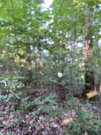 Close-up of plants growing on field in forest