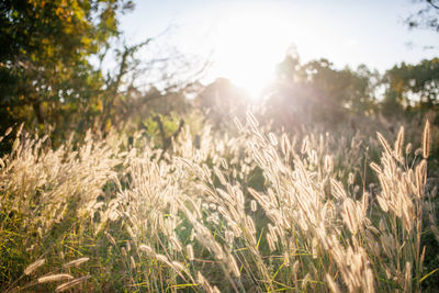 High angle view of stalks in field against bright sun