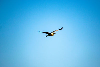 Low angle view of bird flying in sky