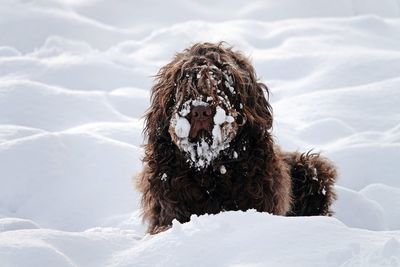 Dog sitting on snow covered field