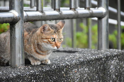 Cat looking through metal fence